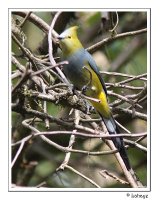 Long-tailed Silky-glycatcher - Ptilogon  longue queue