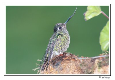 Green Violet-ear - Colibri thalassin