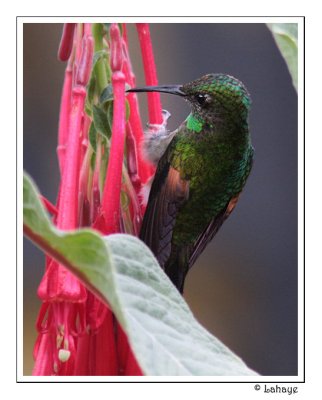 Stripe-tailed Hummingbird - Colibri  paulettes