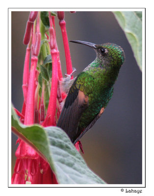 Stripe-tailed Hummingbird - Colibri  paulettes