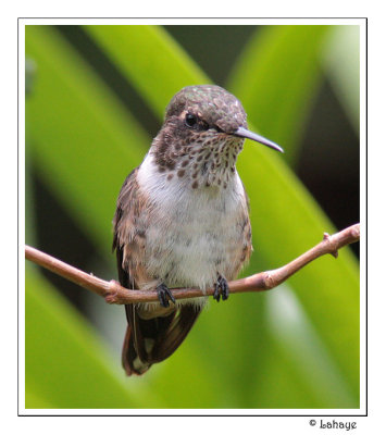 Volcano Hummingbird - Colibri flammule