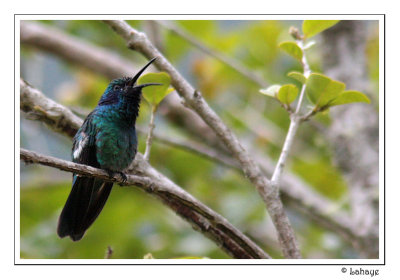 Green Violet-ear - Colibri thalassin