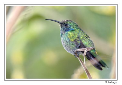 Green Violet-ear - Colibri thalassin