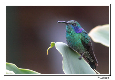 Green-violet Ear - Colibri thalassin