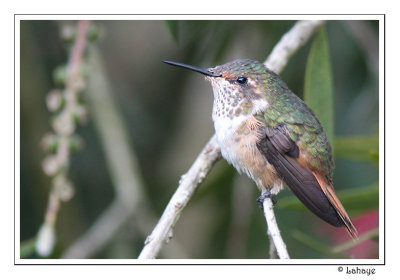 Volcano Hummingbird - Colibri flammule