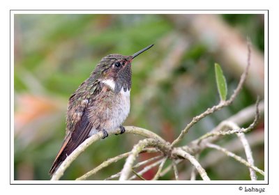 Volcano Hummingbird - Colibri flammule