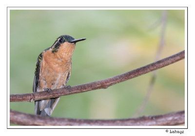 White-throated Mountain-gem - Colibri  ventre chtain