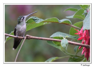 Magnificent Hummingbird - Fem - Colibri de Rivoli