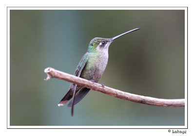 Magnificent Hummingbird - Colibri de Rivoli