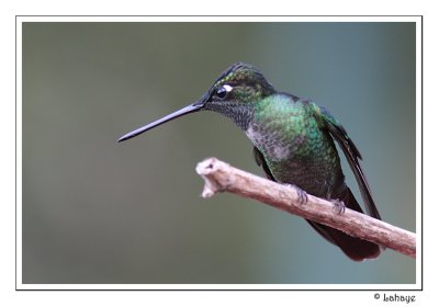 Magnificent Hummingbird - Colibri de Rivoli