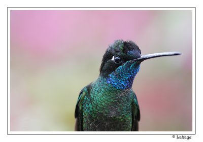 Magnificent Hummingbird - Colibri de Rivoli