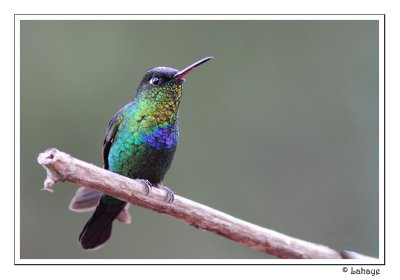 Fiery-throated Hummingbird - Colibri insigne