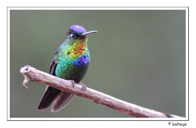 Fiery-throated Hummingbird - Colibri insigne