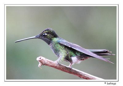 Magnificent Hummingbird - Colibri de Rivoli