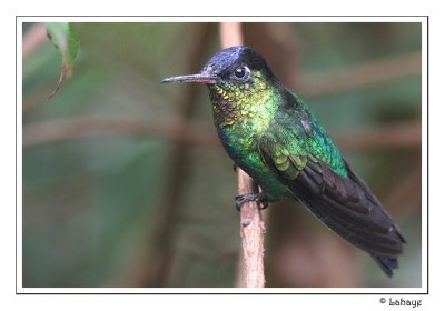 Fiery-throated Hummingbird - Colibri insigne