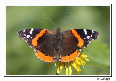 Vulcain (Vanessa Atalanta Rubria)