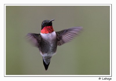 Colibri  gorge rubis / Ruby-throated Hummingbird