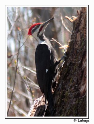 Grand pic /Pileated Woodpecker