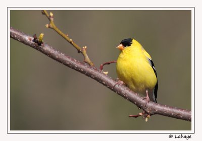 Chardonneret jaune / Male / American Goldfinch