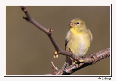 Chardonneret jaune / Fem / American Goldfinch