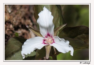 Trille blanc (Trillium grandiflorum)