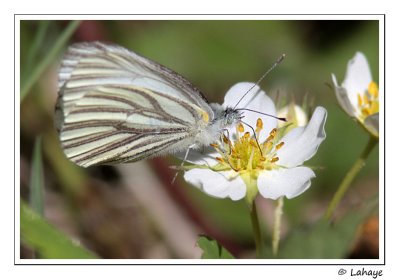 Pieride des crucifères / Pieris oleracea