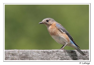 Merlebleu de l'Est / Fem / Eastern Bluebird