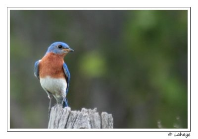 Merlebleu de l'Est / Male / Eastern Bluebird