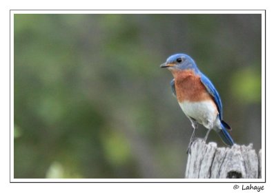 Merlebleu de l'Est / Male / Eastern Bluebird