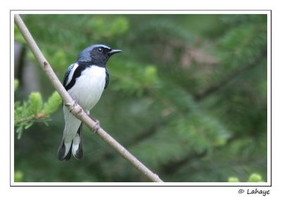 Paruline bleu / Black-throated Blue Warbler