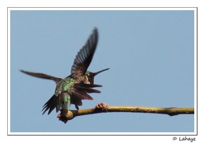 Colibri  gorge rubis/ Ruby-throated Hummingbird