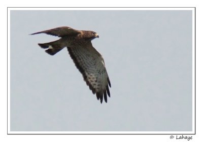 Petite buse / Broad-winged Hawk