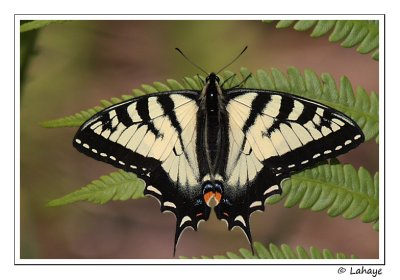 Papillon tigr du Canada / Papilio canadensis