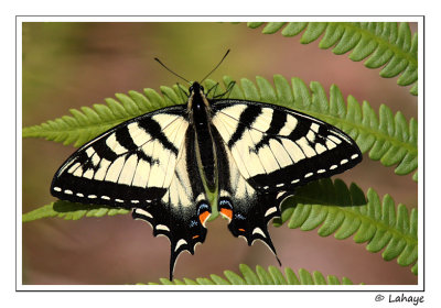 Papillon tigr du Canada / Papilio canadensis