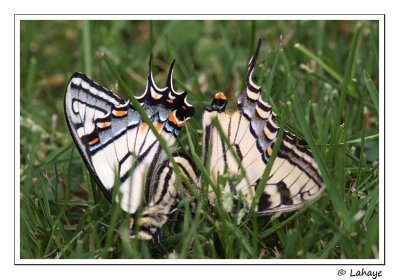 Papillons tigrs du Canada / Papilio canadensis
