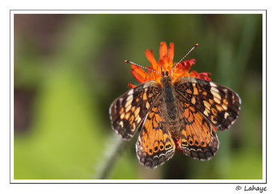 Croissant nordique / Phyciodes cocyta