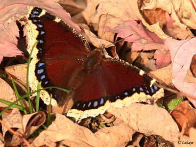 Morio (Nymphalis antiopa)