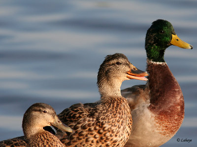 Famille