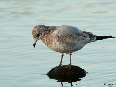 Goélands (Larus)