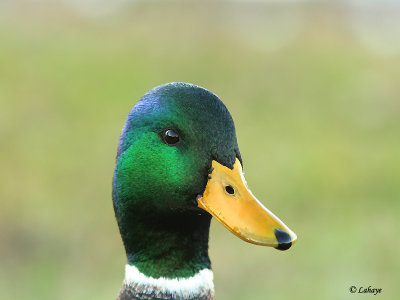 Male