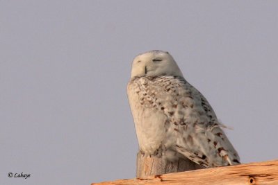 Harfang des neiges - Snowy Owl