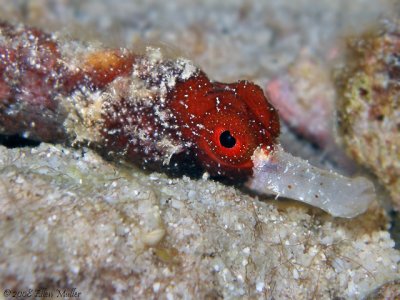 Whitenose Pipefish