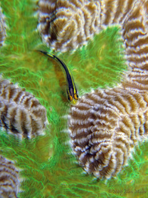 Goby on Green