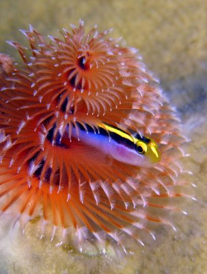 dive1943 108a.jpg