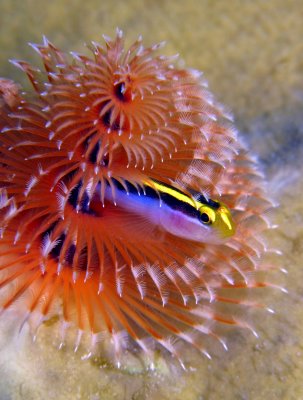 dive1943 108bc.jpg