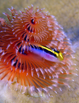 dive1943 108ba.jpg