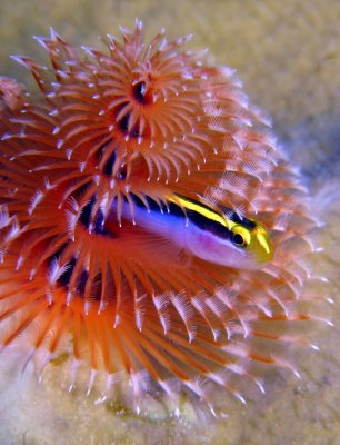 dive1943 108ba3.jpg