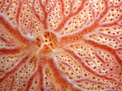 Sponge Detail