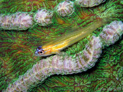 Goby on Green