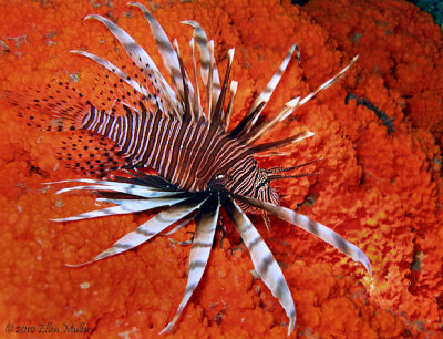 Bonaire-Lionfish